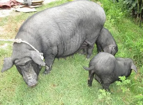 国家级撒坝猪保种场存在问题都有哪些？