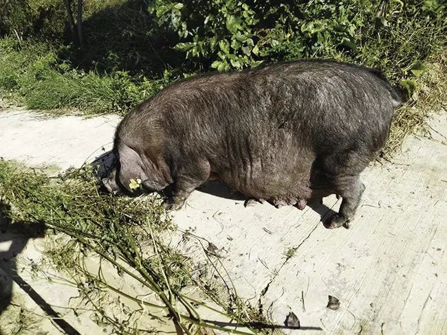 长期在保种场圈养的撒坝母猪空怀期