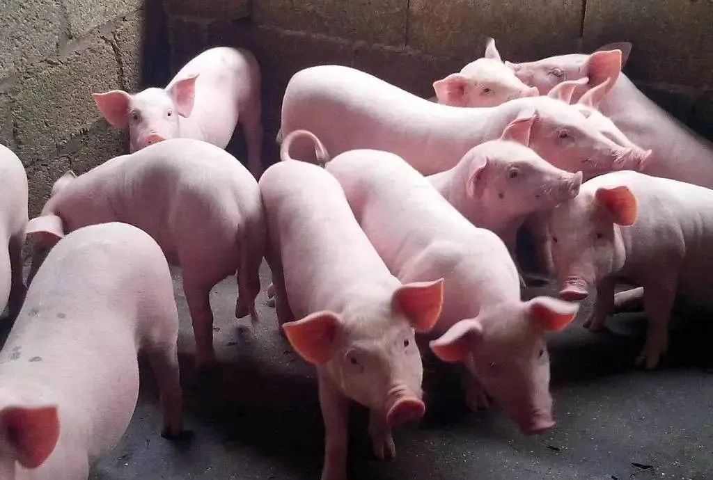 2024年02月29日全国各省市20公斤仔猪价格行情报价，供应充足叠加季节性淡季，仔猪价格上涨或将结束？