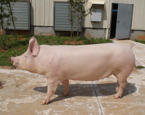 母猪能否获得高产，取决于饲喂方法掌握，你学会了吗？