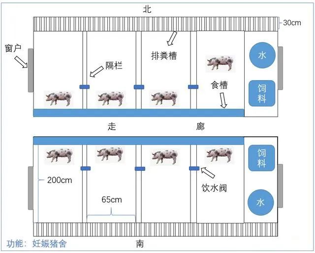 妊娠母猪舍设计