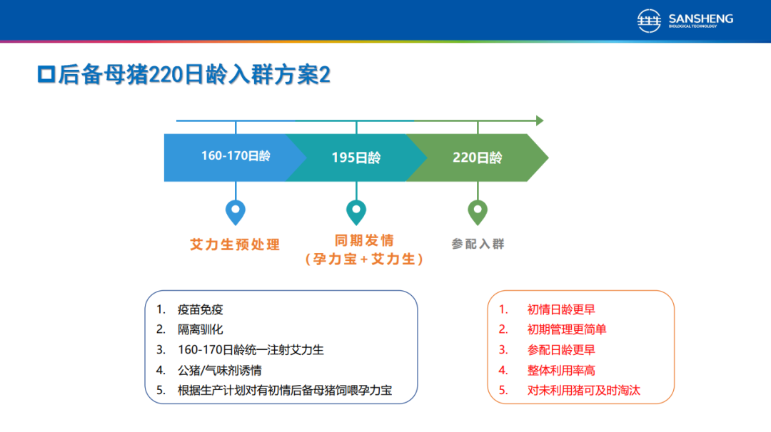后备母猪220日龄入群方案