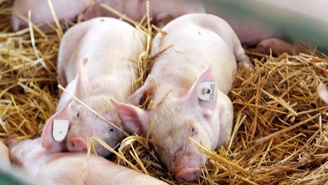 2024年03月02日全国各省市10公斤仔猪价格行情报价，饲料成本下跌，拉低养殖成本，刺激养户补栏仔猪？