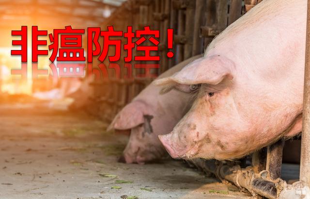 非瘟通过离猪场很近的装猪台有85％的感染机率？