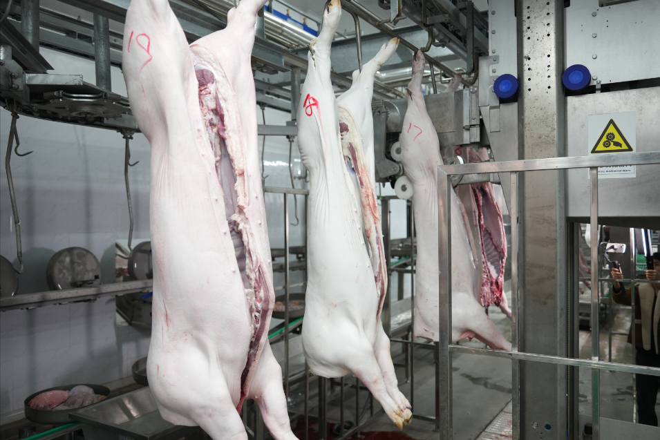 2024年03月05日全国各省市猪肉价格，屠企开工率仅有26.45%，猪肉消费为何不旺？