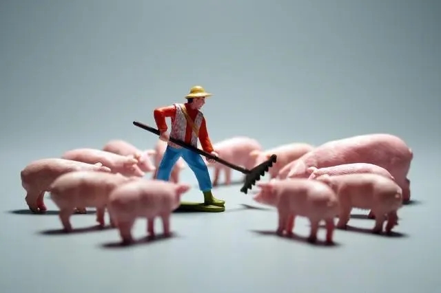 未来中国养猪业究竟需要多少头母猪才合理？母猪存栏减到什么幅度才合适？