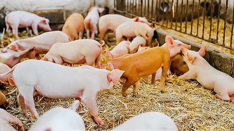 养殖端情绪向好，猪价缺乏大起大落的基础？