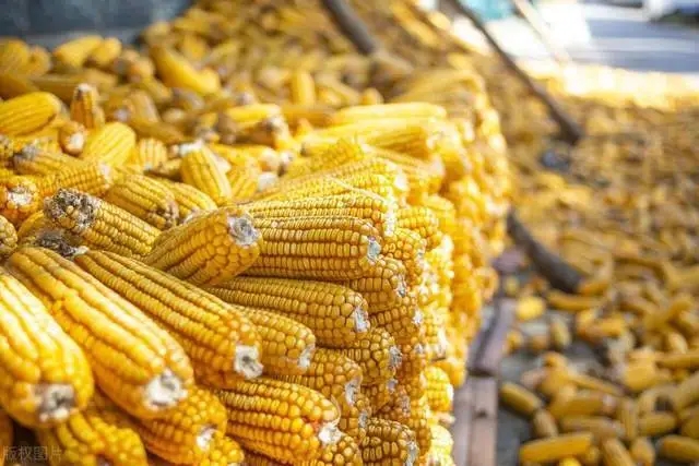 2024年03月05日全国各省市玉米价格行情，储存难度增加，农户卖粮现象增多，玉米价格或低位震荡？