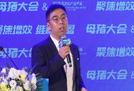 如何让母猪尽量在白天分娩？“保宫计划”可实现100%白天分娩！