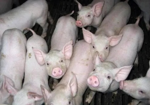 2024年03月07日全国各省市20公斤仔猪价格行情报价，猪价重心逐步上移，仔猪价格后市走势如何？