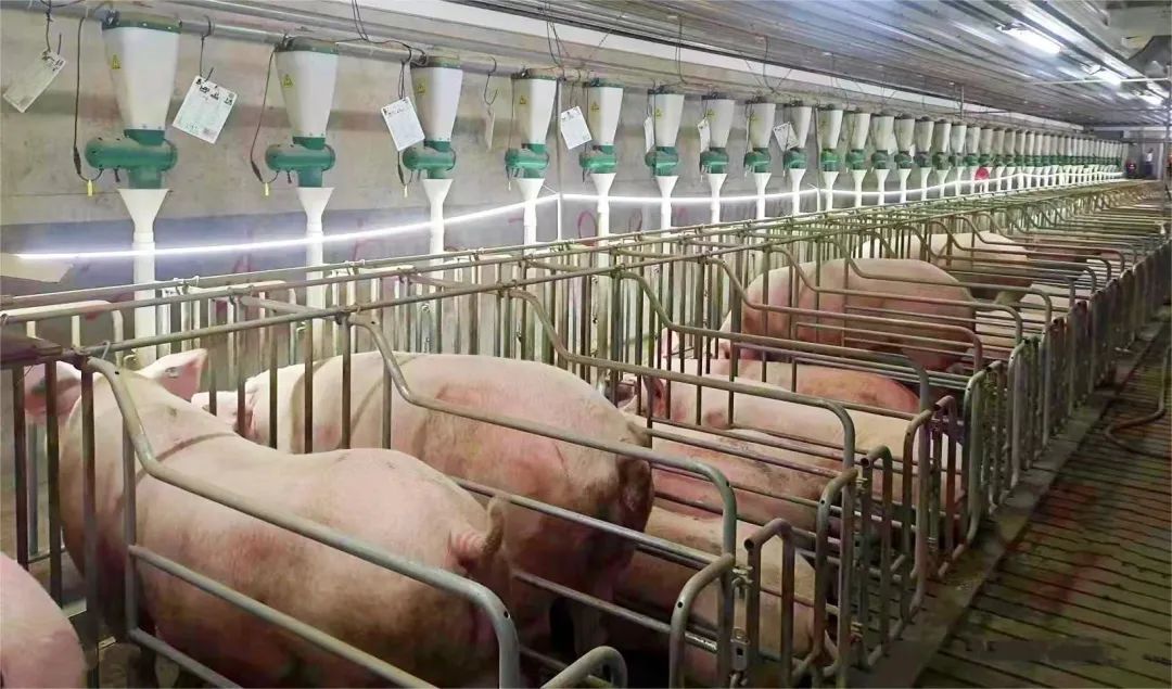 二育增加是猪价上涨的重要原因？今年10月份或进入猪价高点