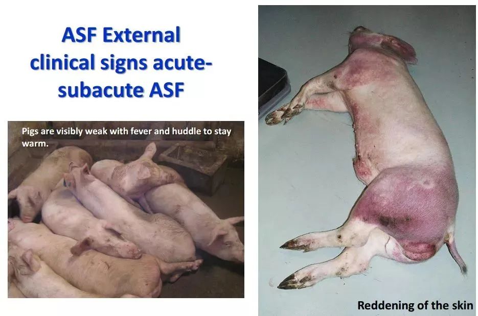 急性和亚急性非洲猪瘟的临床症状
