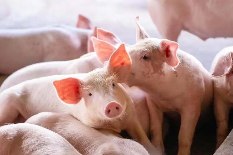 国家发改委：预计猪价或频繁涨跌调整