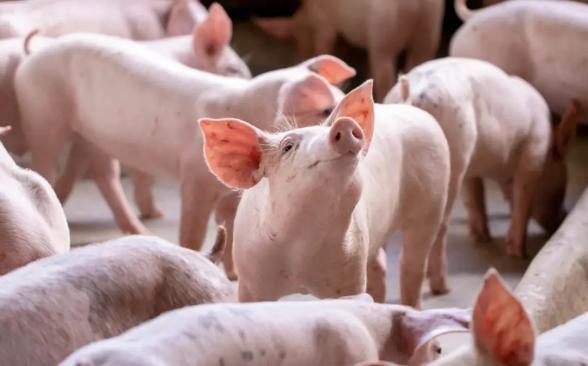 猪价逆袭在即？猪企产能过剩缓解，下半年市场预期乐观