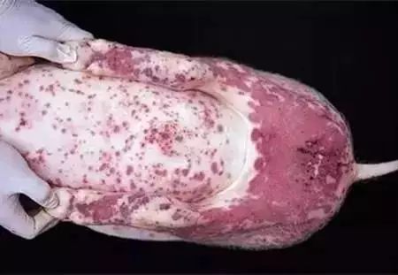 是什么原因导致猪出现皮下出血点？