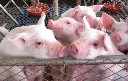 2024年03月15日全国各省市15公斤仔猪价格行情报价，连涨2日，仔猪均价再涨1.32元/公斤，发生了啥？