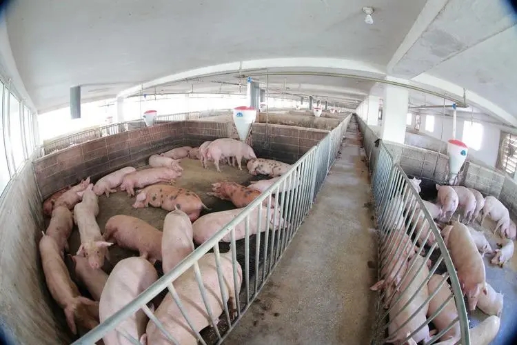 2024年03月15日全国各省市外三元生猪价格，机构预测：猪价或将跌回“原价”？