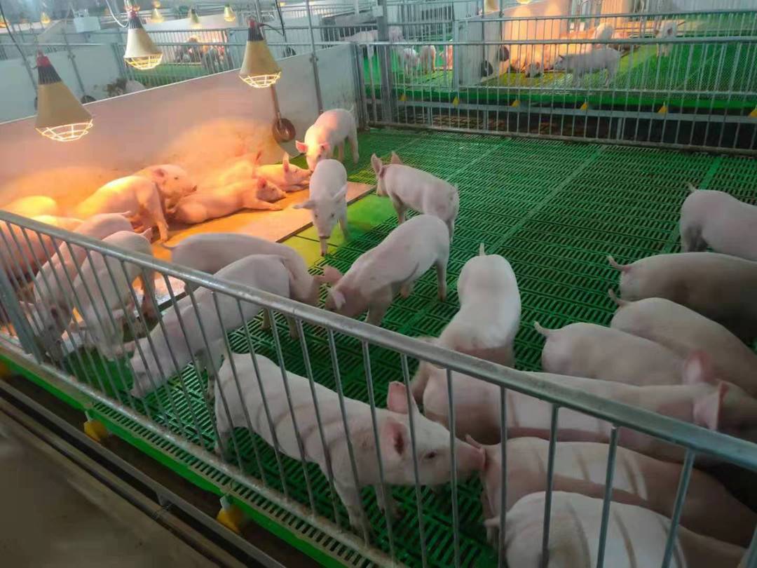 泸州某生猪养殖基地