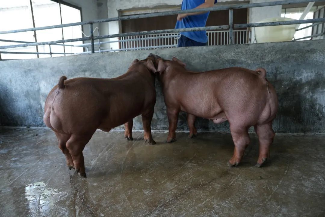 23年赴美引进原种猪纯繁一代杜洛克公猪