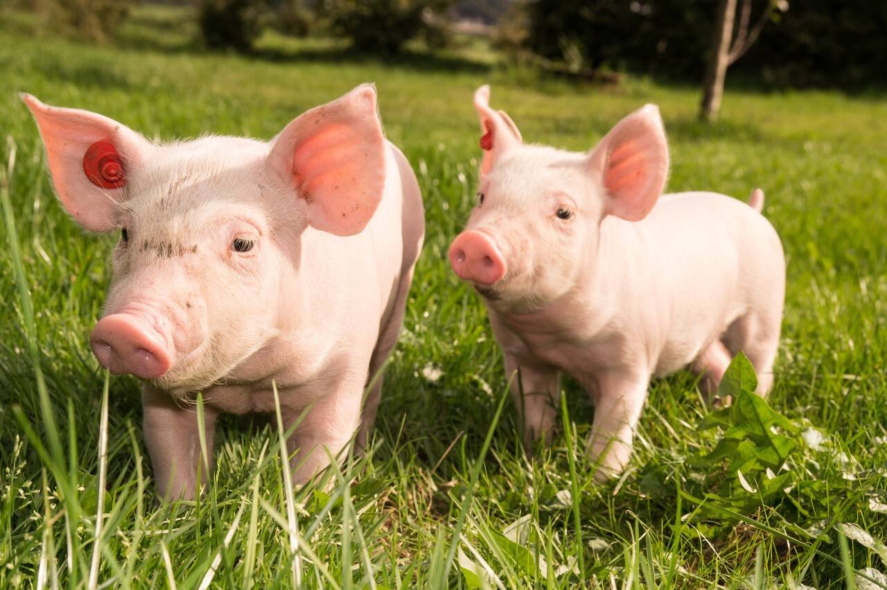 2024年03月16日全国各省市15公斤仔猪价格行情报价，均价下跌0.64元/公斤，仔猪价格下跌空间有限？