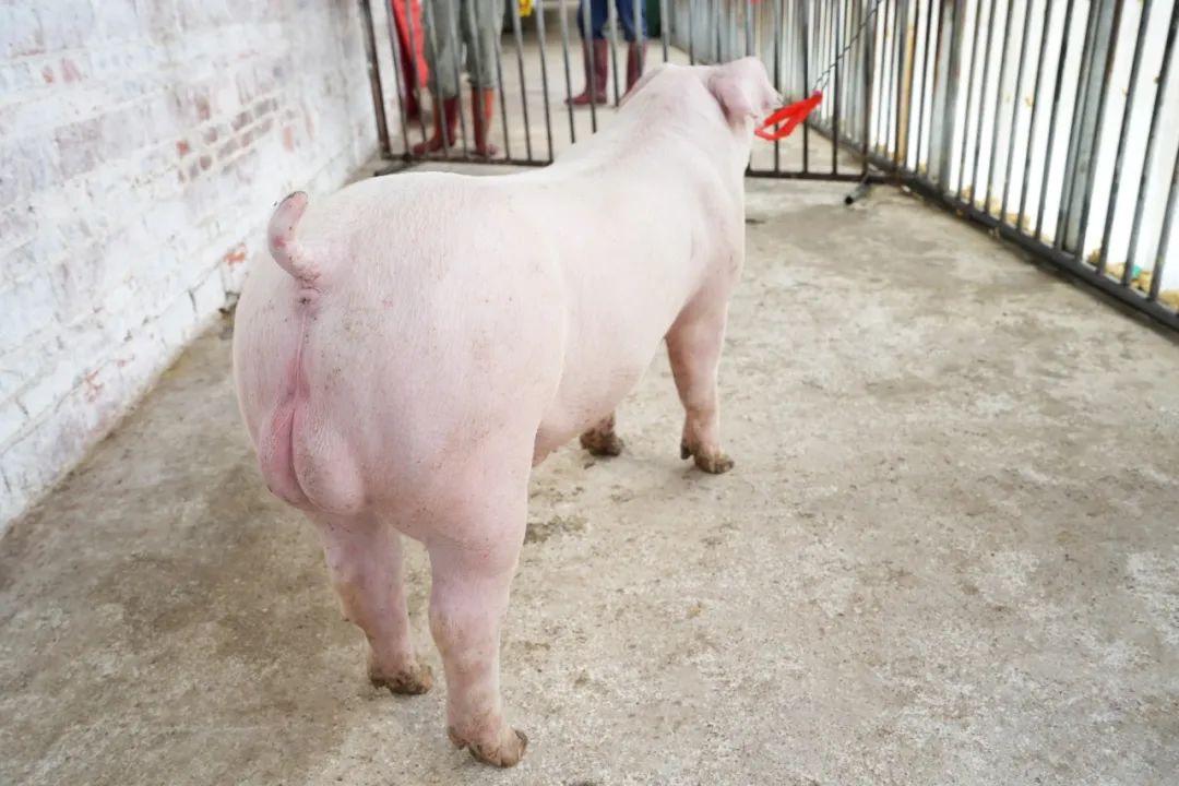 23年赴美引进原种猪纯繁一代长白公猪