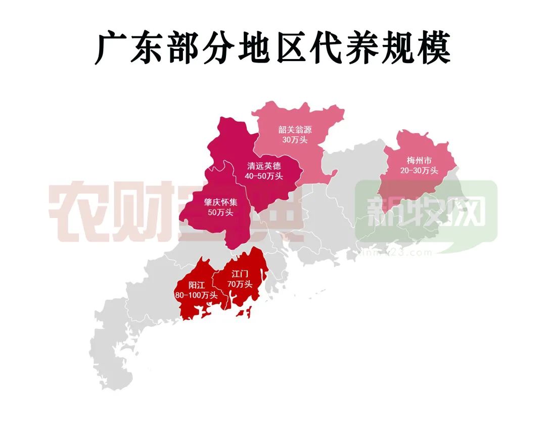 广东部分地区代养规模