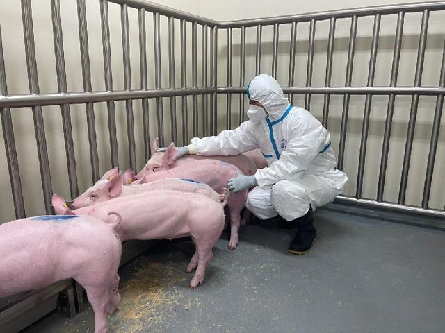 郑海学研究员在生物安全三级实验室（P3）检查免疫保护猪