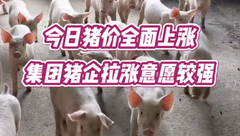 3月20日生猪价格：一片红！呈现连涨的走势，市场看涨后市的积极性较强！