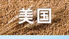 美媒惊呼：中国买家连续取消美国小麦订单，破历史纪录！