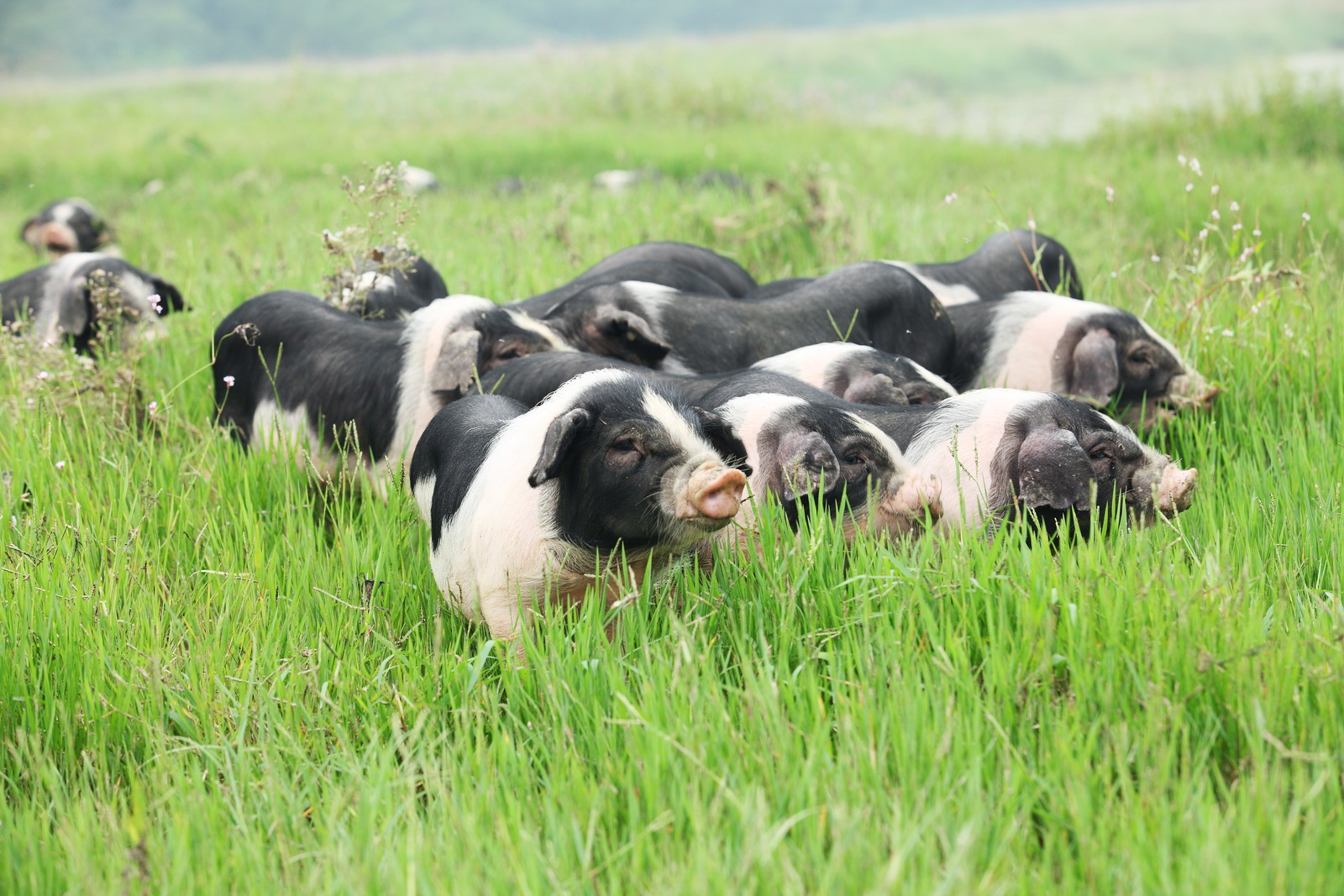 2024年03月21日全国各省市10公斤仔猪价格行情报价，二次育肥跟进积极，仔猪以及中小标猪补栏需求旺盛！