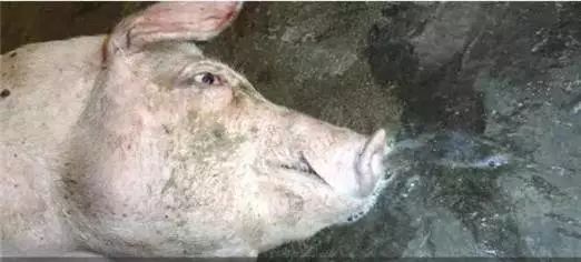 猪丹毒区域散在发生，建议养猪人做好防控！