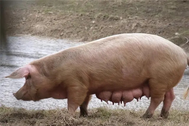 2024年03月27日全国各省市种猪价格报价表，能繁母猪存栏量已下降至4042万头，超出市场预期？