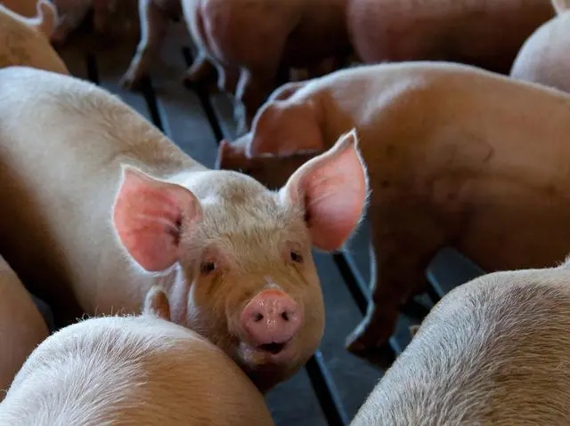 2024年03月27日全国各省市土杂猪生猪价格，短暂猪价大幅上涨后，或有下跌可能？
