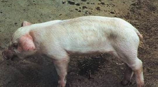 猪副嗜血杆菌病该如何预防？看完就明白