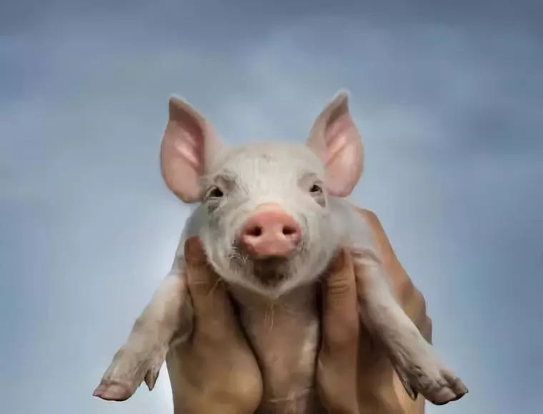 猪场该如何在现有的基础上来防控非洲猪瘟？