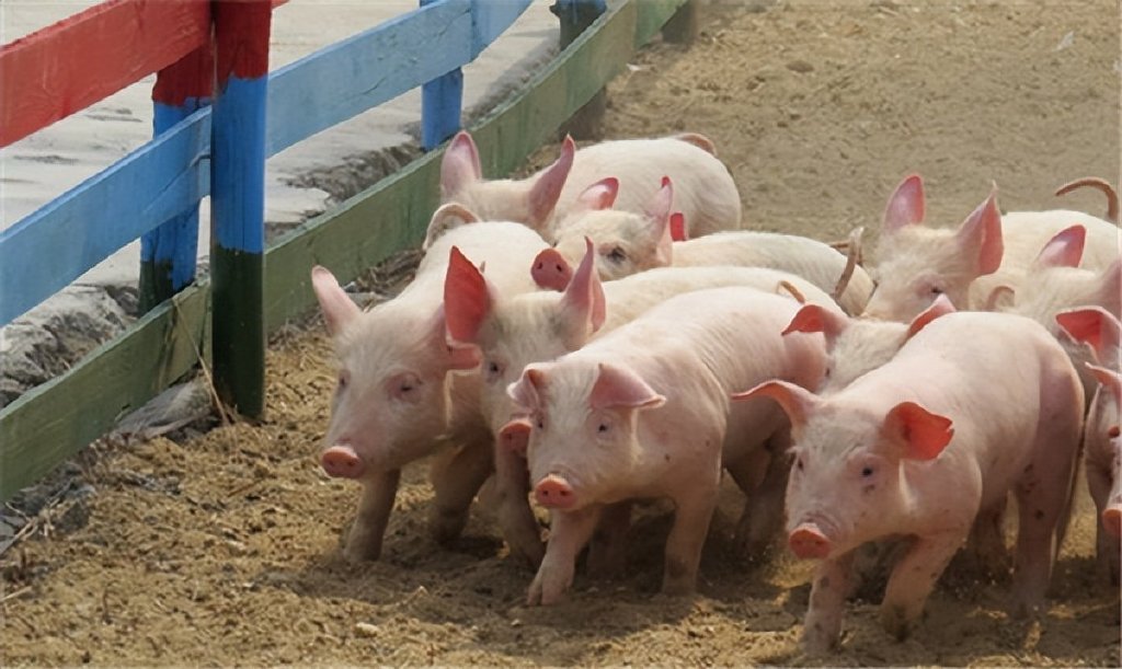 2024年03月28日全国各省市10公斤仔猪价格行情报价，仔猪价格较为强势，局部价格涨至700元/头！