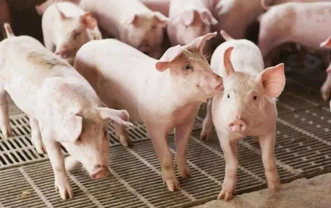 2024年03月28日全国各省市外三元生猪价格，局部猪价冲高回落，还涨的动吗？