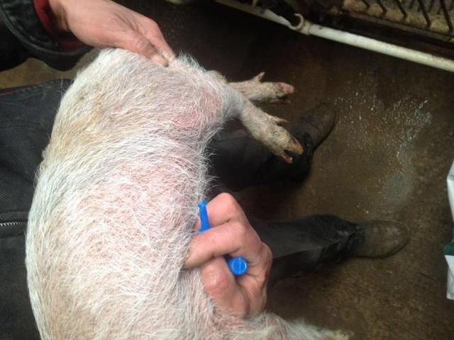猪炸毛什么原因造成的？深度剖析导致猪只炸毛的各种可能原因