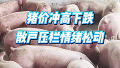 3月29日生猪价格：行情有变！猪价“由涨入跌”，养殖端落袋情绪转强！