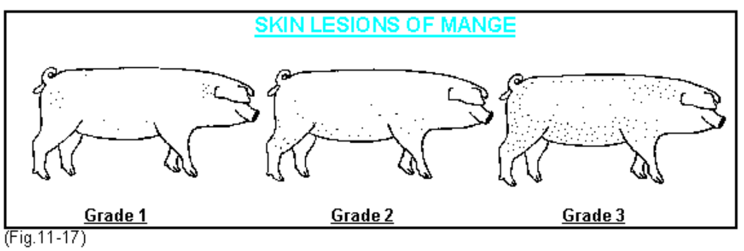 疥螨在猪皮肤上的分布位置及感染程度