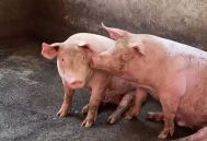 猪场消毒要注意的四大事项​，你都知道吗？