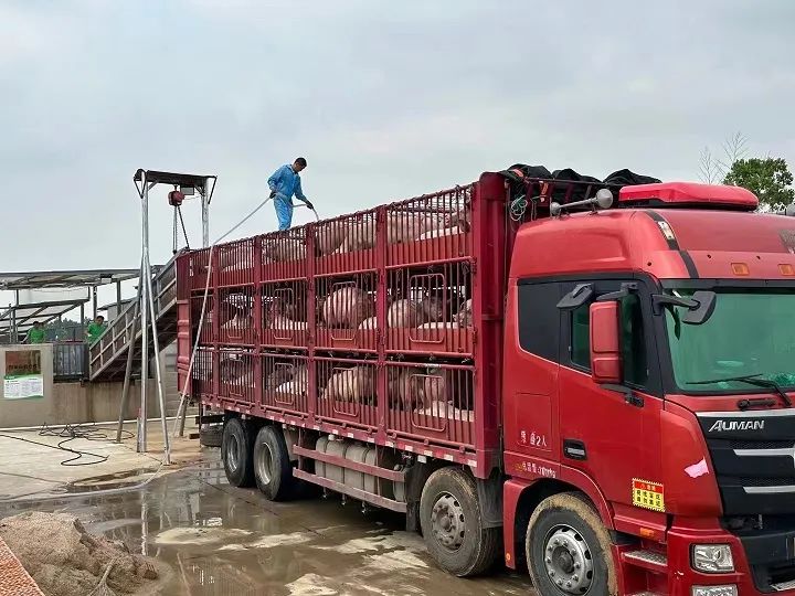 猪价“淡季不淡”！生猪期货涨破9元/斤！猪周期要反转了？