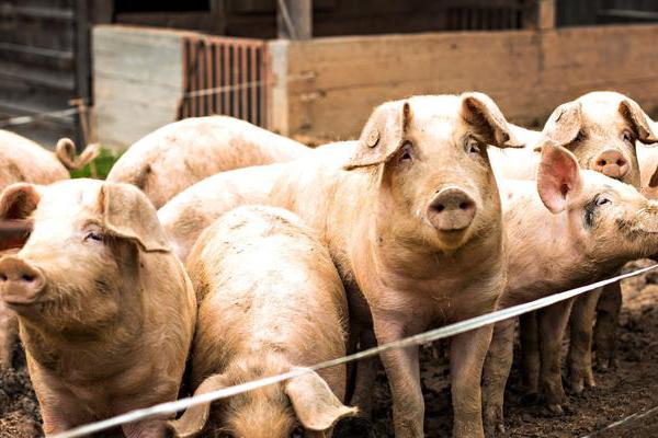 2024年04月06日全国各省市内三元生猪价格，短期猪价将以震荡上涨为主，但涨幅有限？
