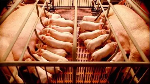 学到了！猪场中管理的问题，有些比猪病更严重！