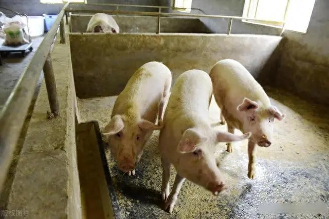 2024年04月06日全国各省市土杂猪生猪价格，北方二育现象增多，或支撑猪价上涨!