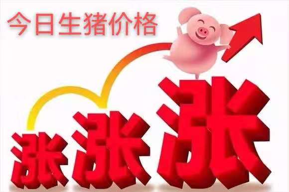越长越猛！4月8日全国生猪价格“3连涨”，猪价要一路长虹？
