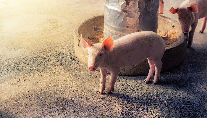 2024年04月09日全国各省市15公斤仔猪价格行情报价，均价下跌1.31元/公斤，仔猪价格下跌原因是啥？