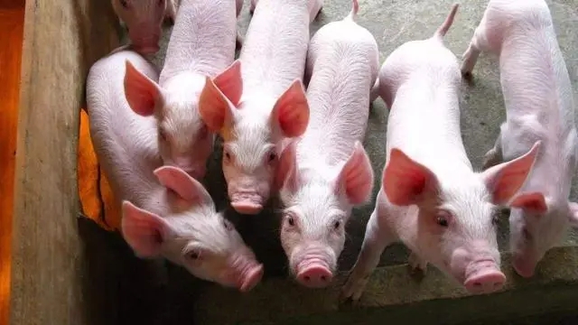 2024年04月10日全国各省市15公斤仔猪价格行情报价，均价上涨0.91元/公斤，仔猪价格为何频繁涨跌调整？