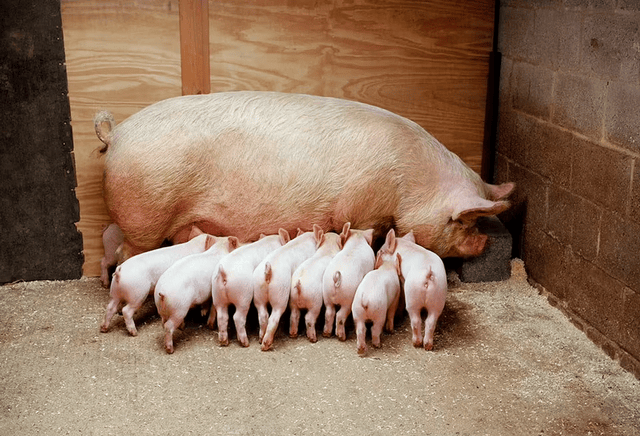 猪价震荡，如何逆流而上？集团规模场正在从后备母猪早期入群寻找成本突破口