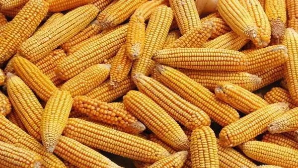 2024年04月12日全国各省市玉米价格行情，供强需弱的基本面明显，玉米价格仍有震荡走低的压力？